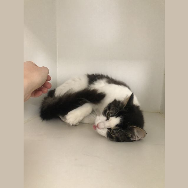 Photo of Duchess