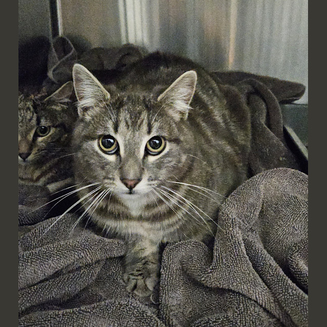 Photo of Pip