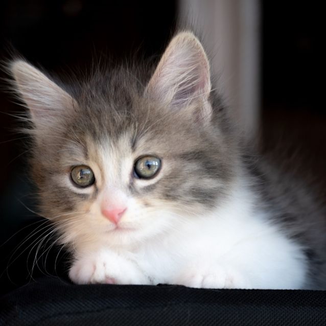 Photo of Tinkerbell