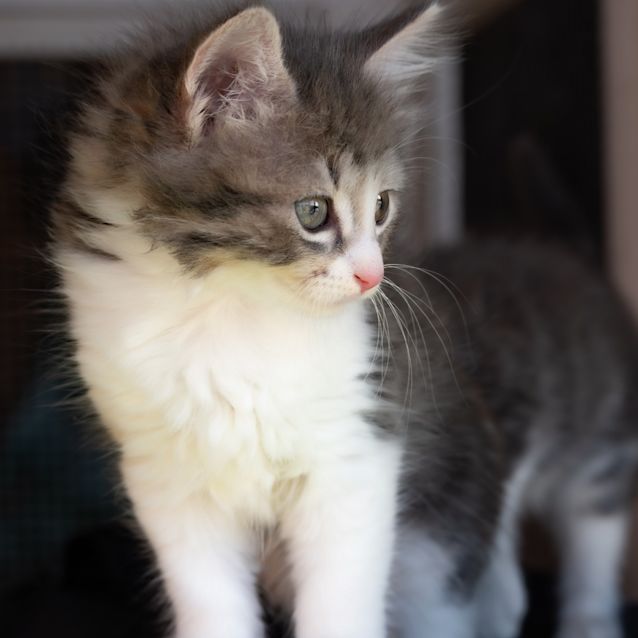 Photo of Tinkerbell
