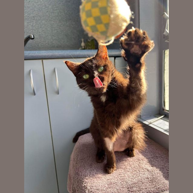 Photo of Ivy   Located In Kew