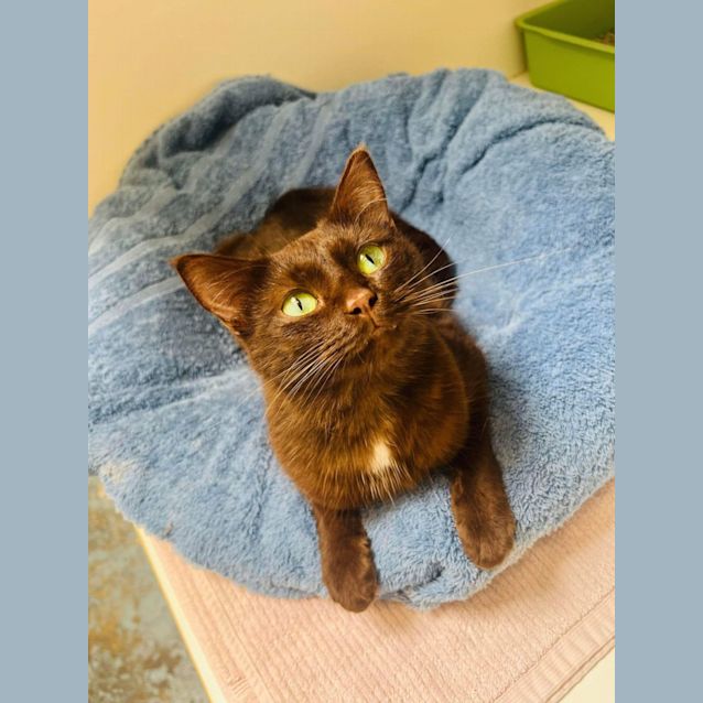 Photo of Ivy   Located In Kew