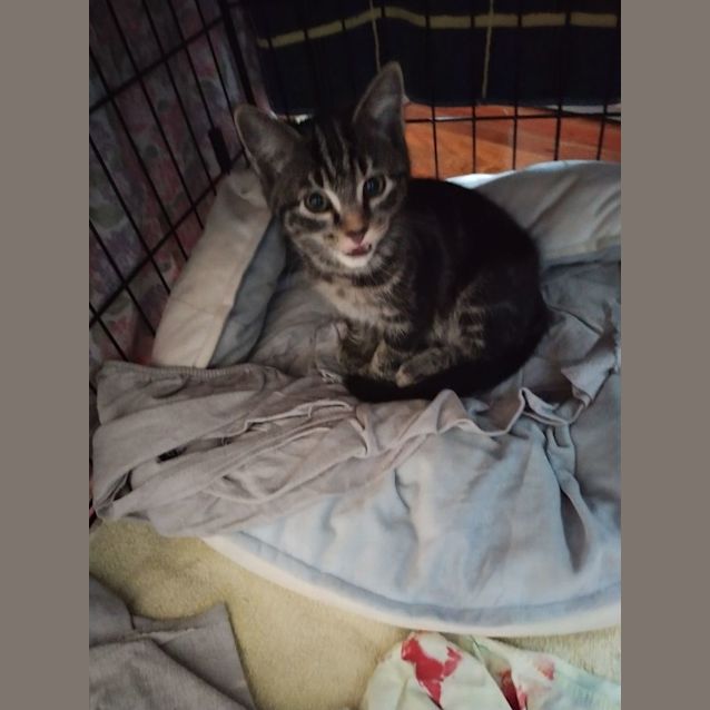 Photo of Pebbles   3 Month Old Domestic Short Hair (Trial)