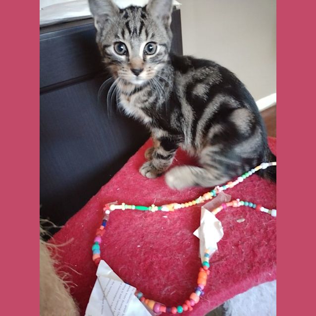 Photo of Pebbles   3 Month Old Domestic Short Hair (Trial)
