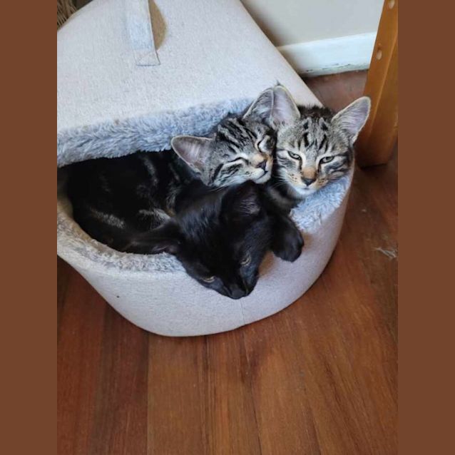 Photo of Pebbles   3 Month Old Domestic Short Hair (Trial)