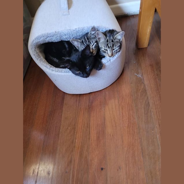 Photo of Pebbles   3 Month Old Domestic Short Hair (Trial)