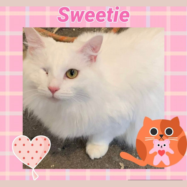 Photo of Sweetie