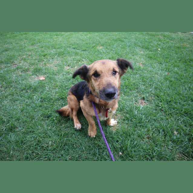 Photo of Dexter