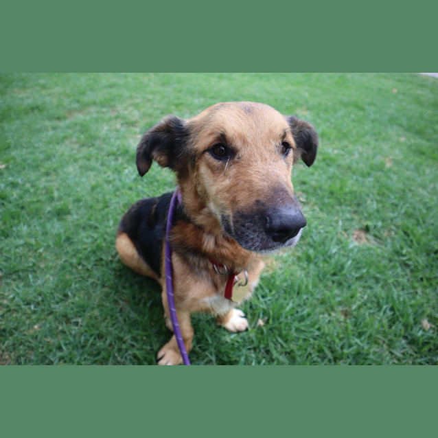Photo of Dexter