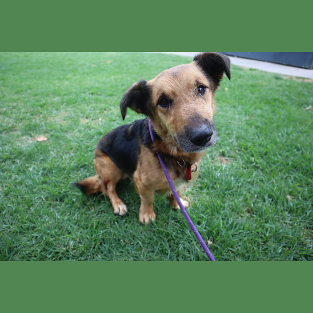 Photo of Dexter