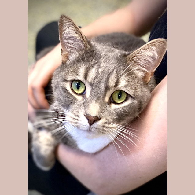 Photo of Smokey