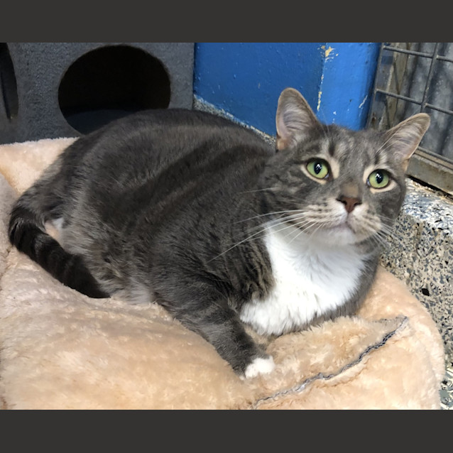Photo of Smokey