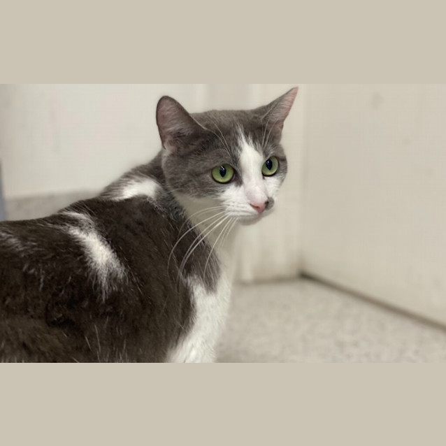 Photo of Juniper