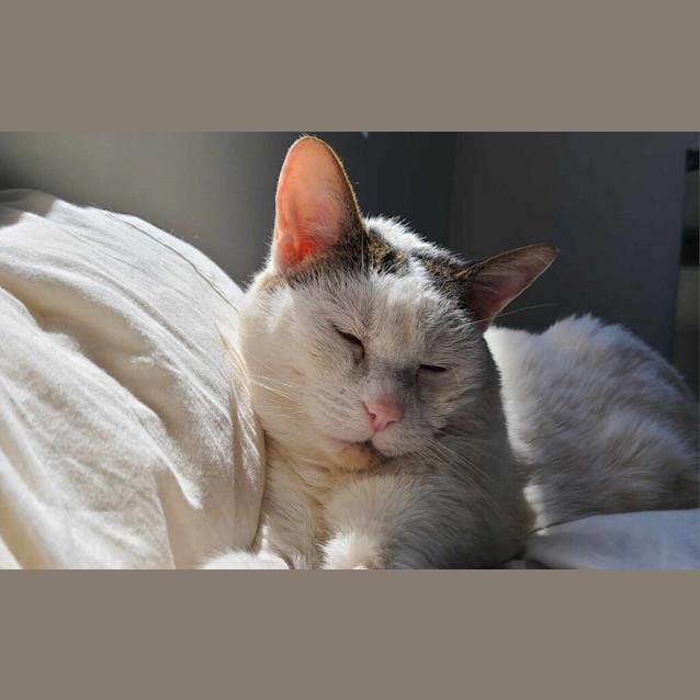 Photo of Baked Bean