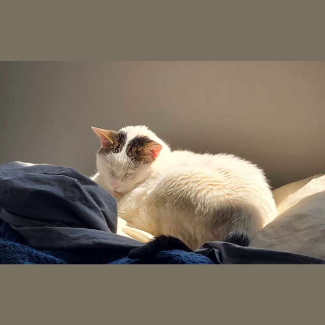 Photo of Baked Bean