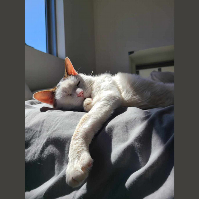 Photo of Baked Bean