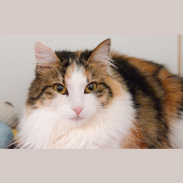 Photo of Monica