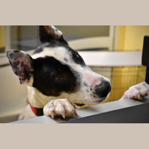 Photo of Max