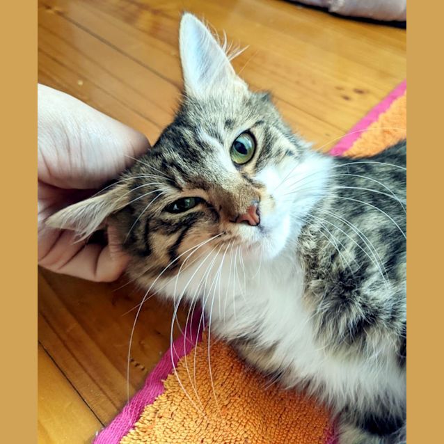 Photo of Lady Guinevere Suk011519