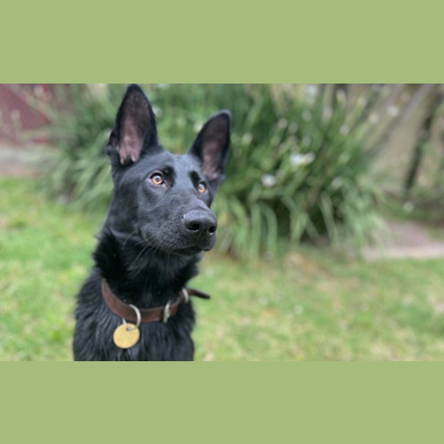 Photo of Belle