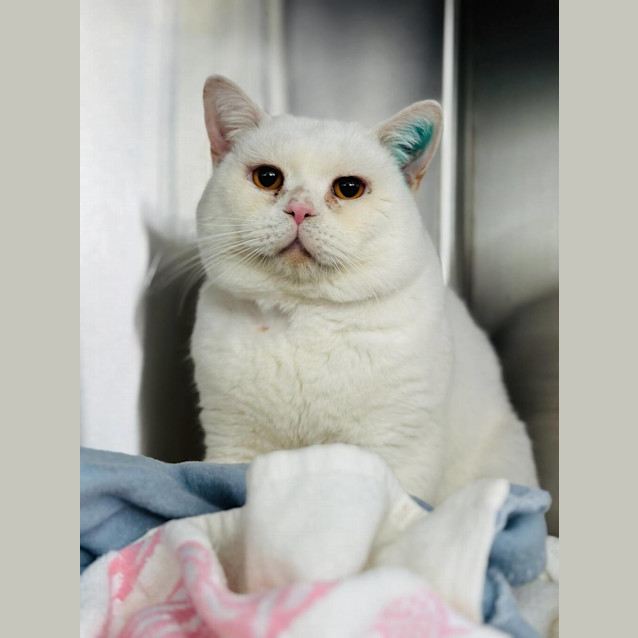 Photo of Boston White Sox 