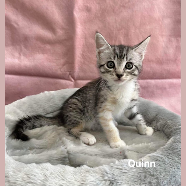 Photo of Quinn
