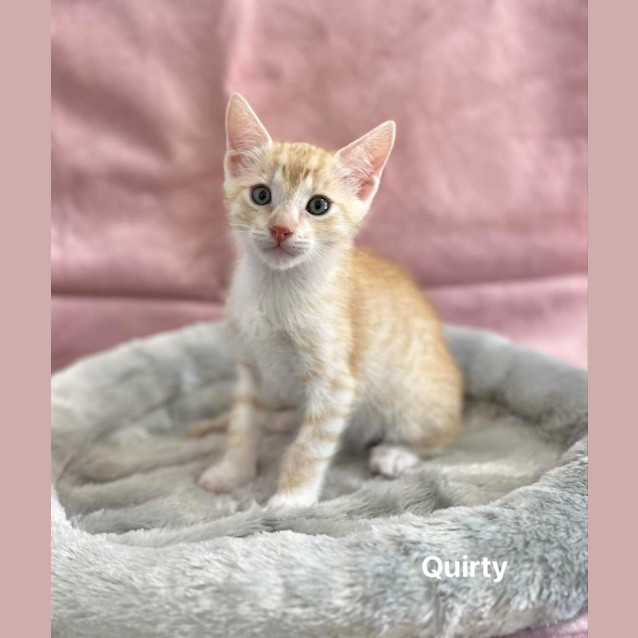 Photo of Quirty