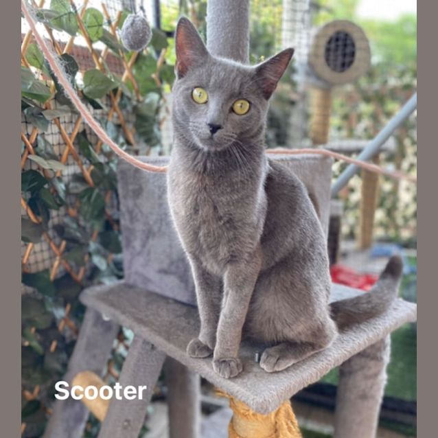 Photo of Scooter