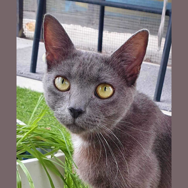 Photo of Pearl