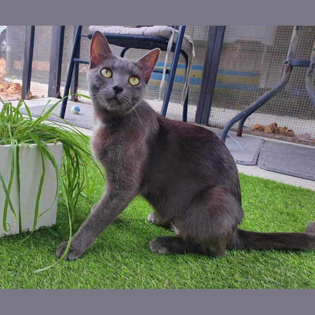 Photo of Pearl