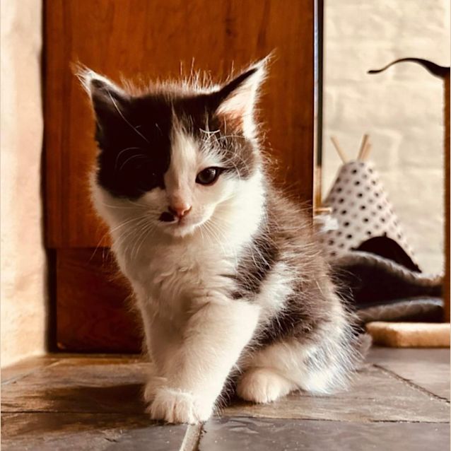 Photo of Shadow & Spot 