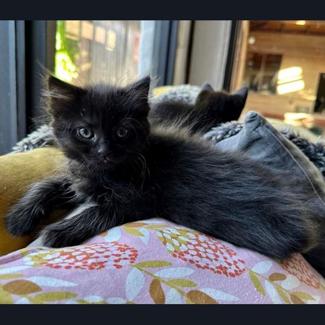 Photo of Shadow & Spot 