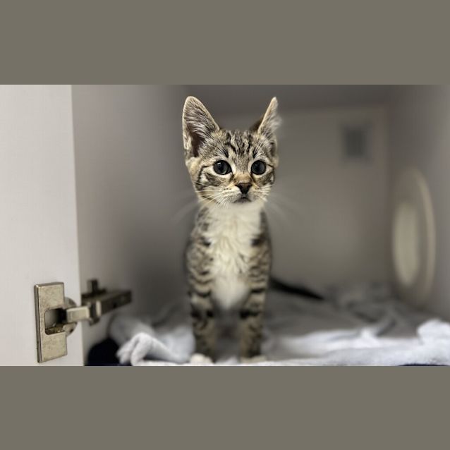Photo of Blaze