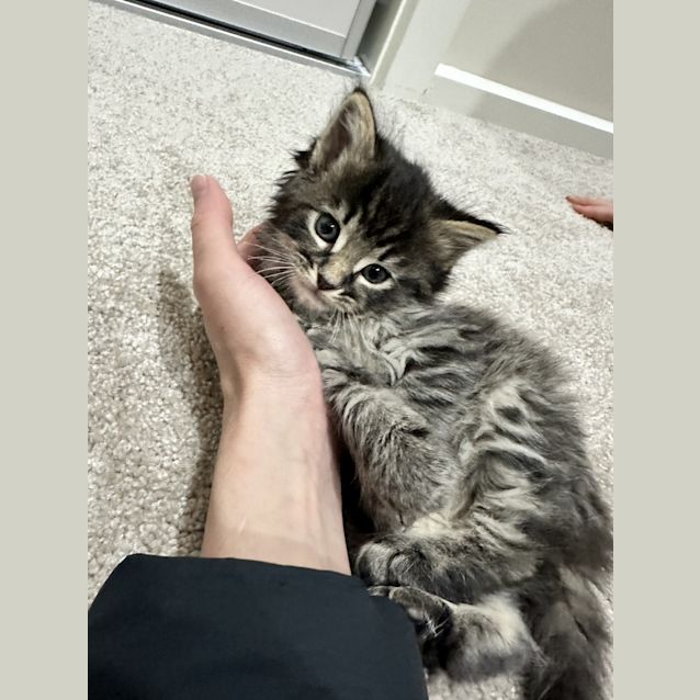 Photo of Lumio (Was Snowball)
