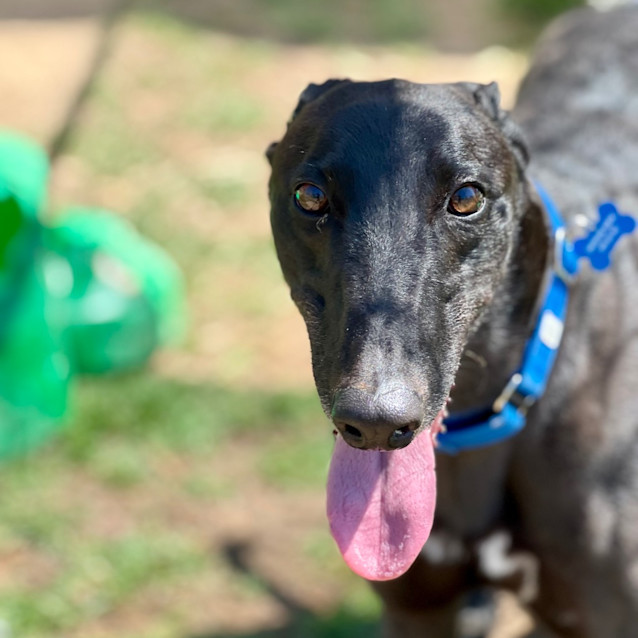 Photo of Fenris