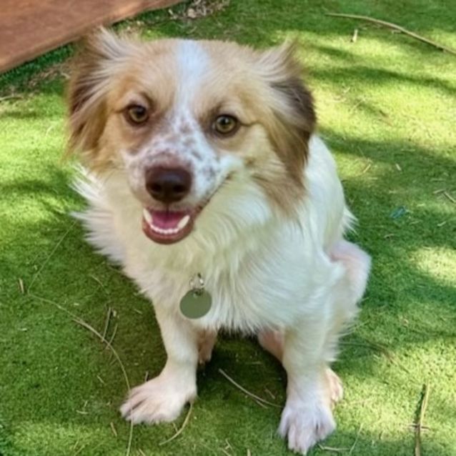 Photo of Hairy Maclary