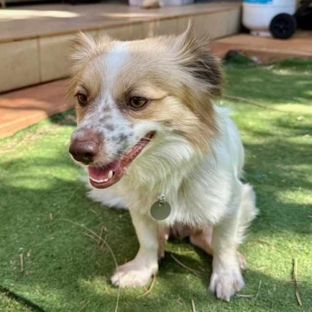 Photo of Hairy Maclary