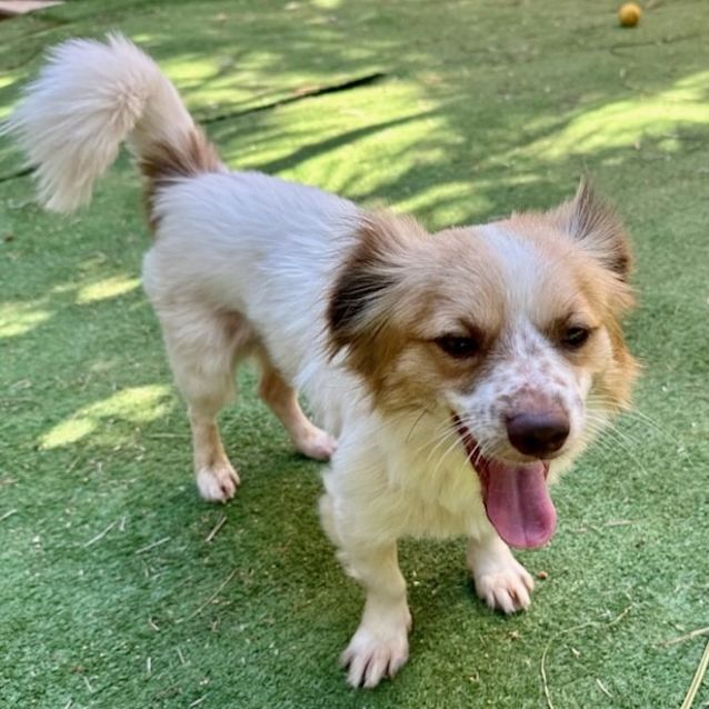 Photo of Hairy Maclary