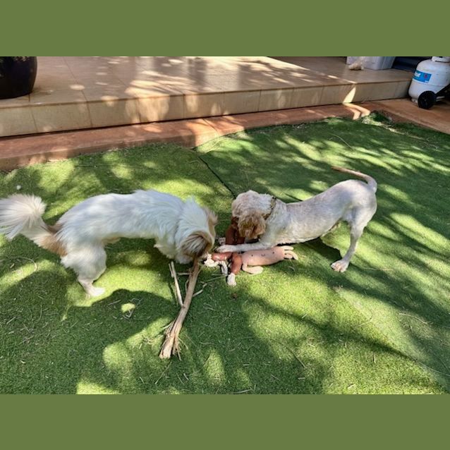 Photo of Hairy Maclary