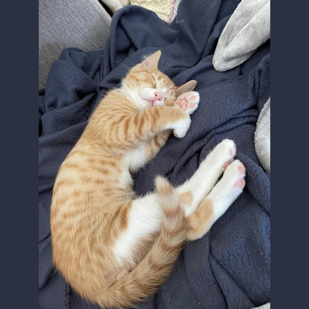 Photo of Ronnie James Dio