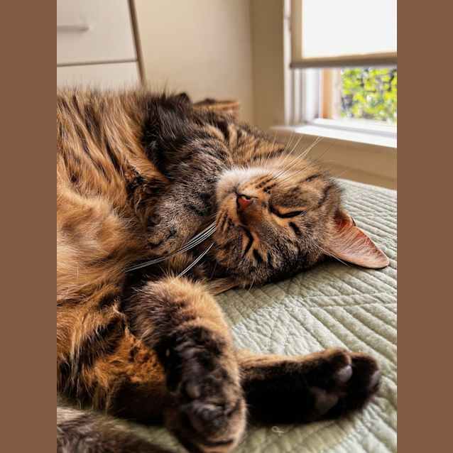 Photo of Mozzarella