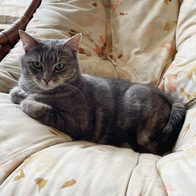 Photo of Possum Sta011327