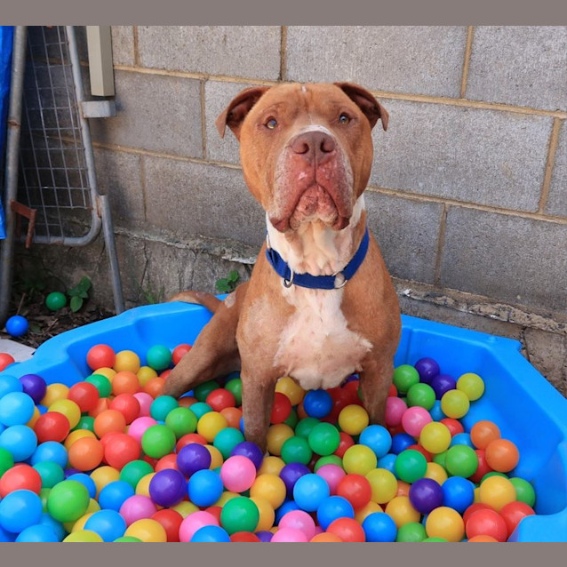 Photo of Colonel  Reduced Adoption Fee