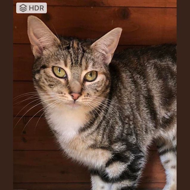 Photo of Tottie And Willamina 