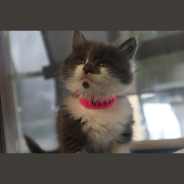 Photo of Sage