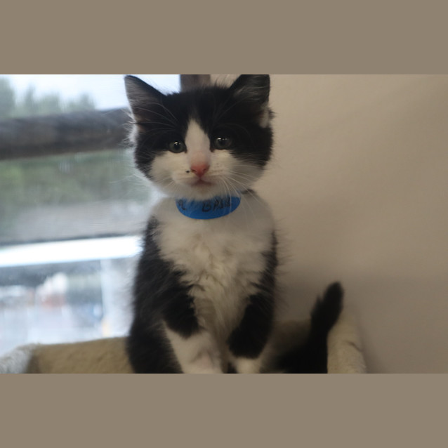 Photo of Basil