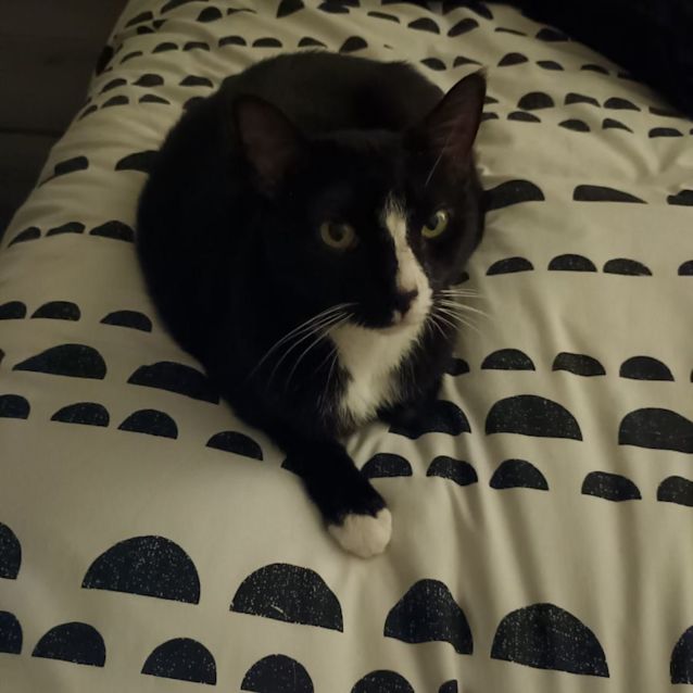 Photo of Bella