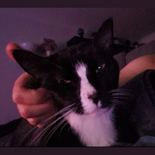 Photo of Bella