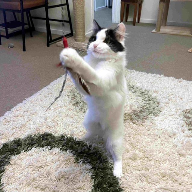 Photo of Cookie Sta011478