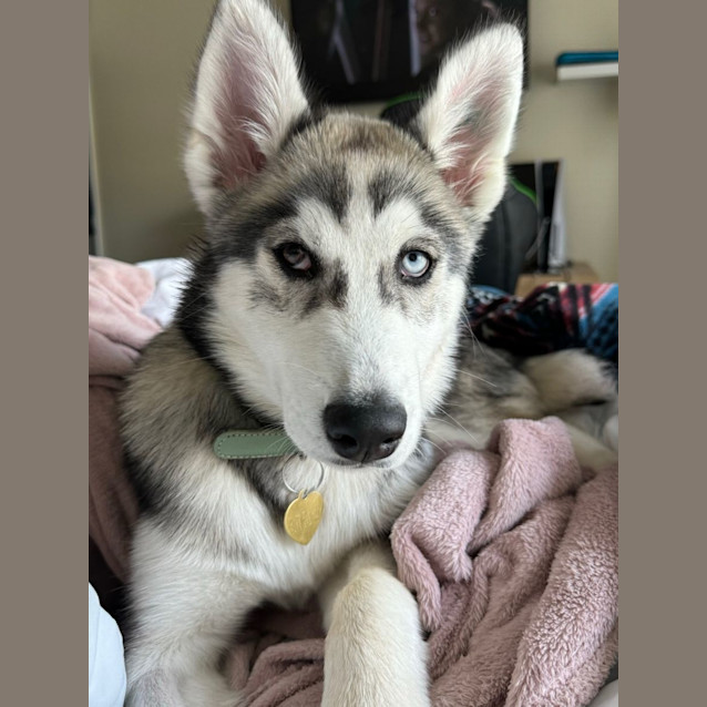 Photo of Nezuko